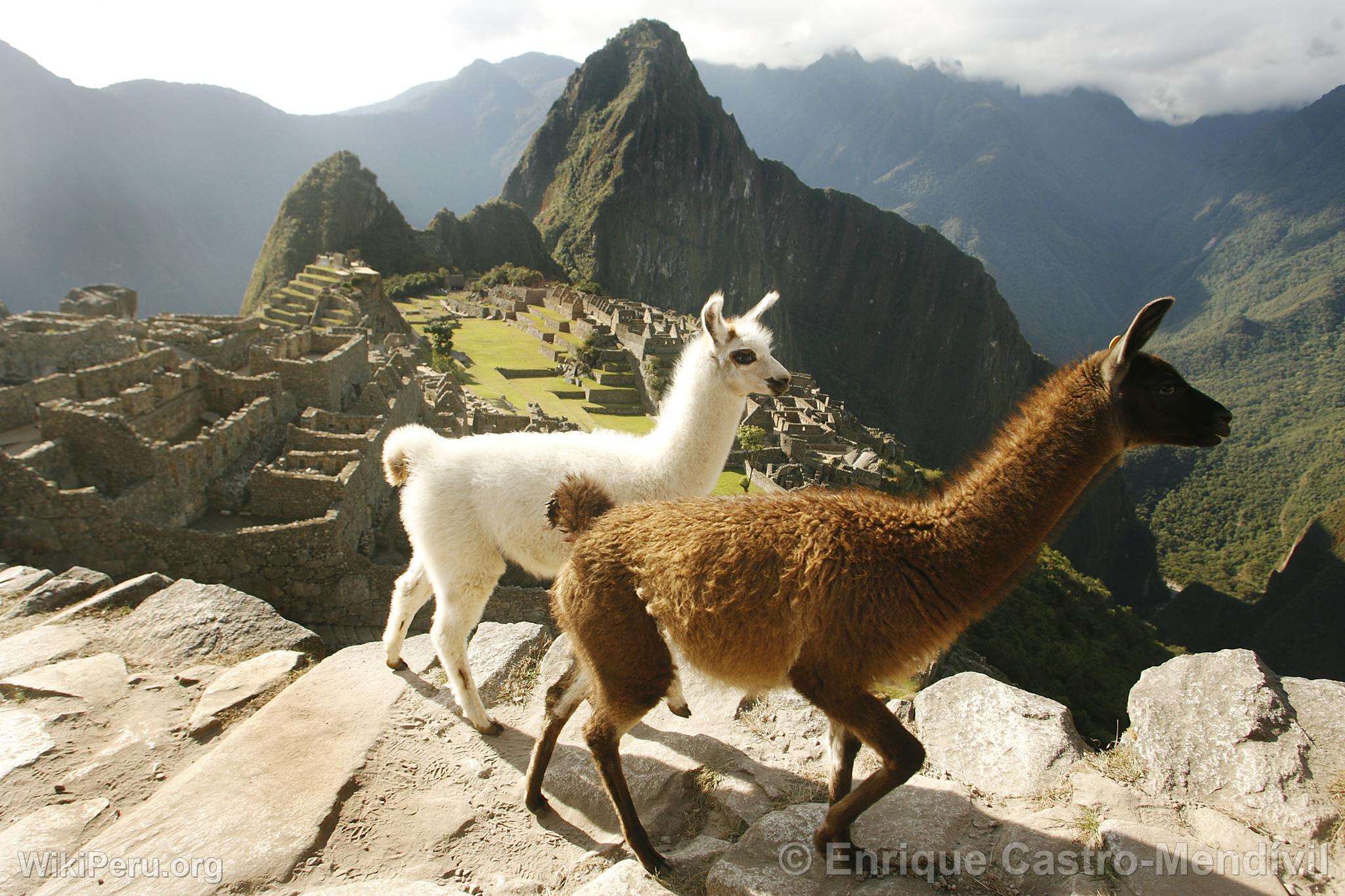 Lamas  Machu Picchu