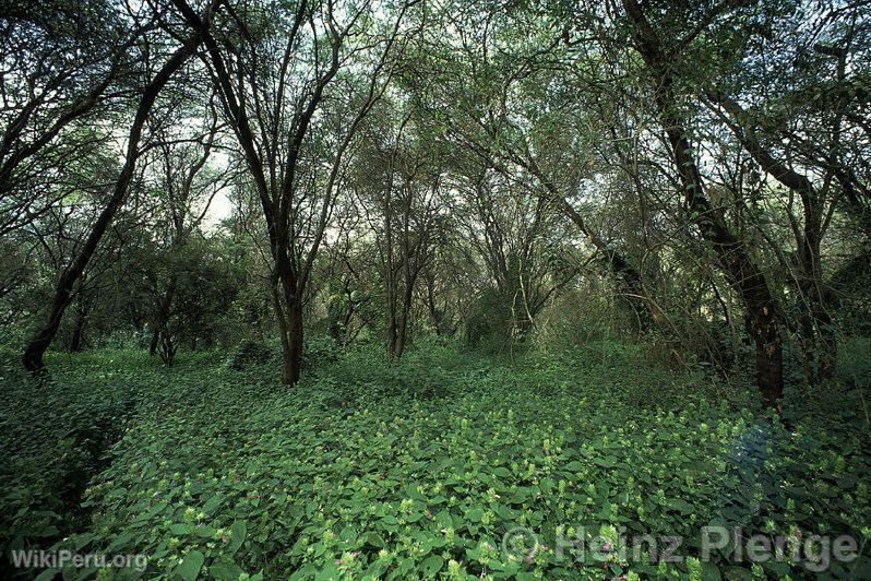 Rserve de chasse El Angolo, Sullana