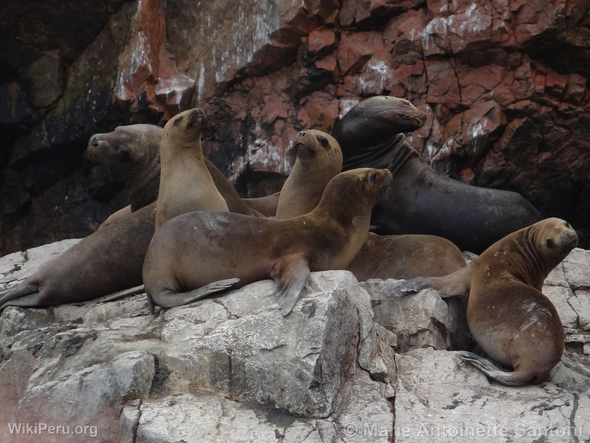 Iles Ballestas, Paracas