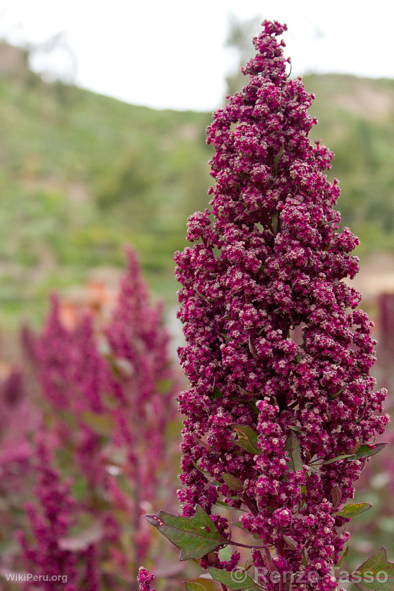 Plante de quinoa