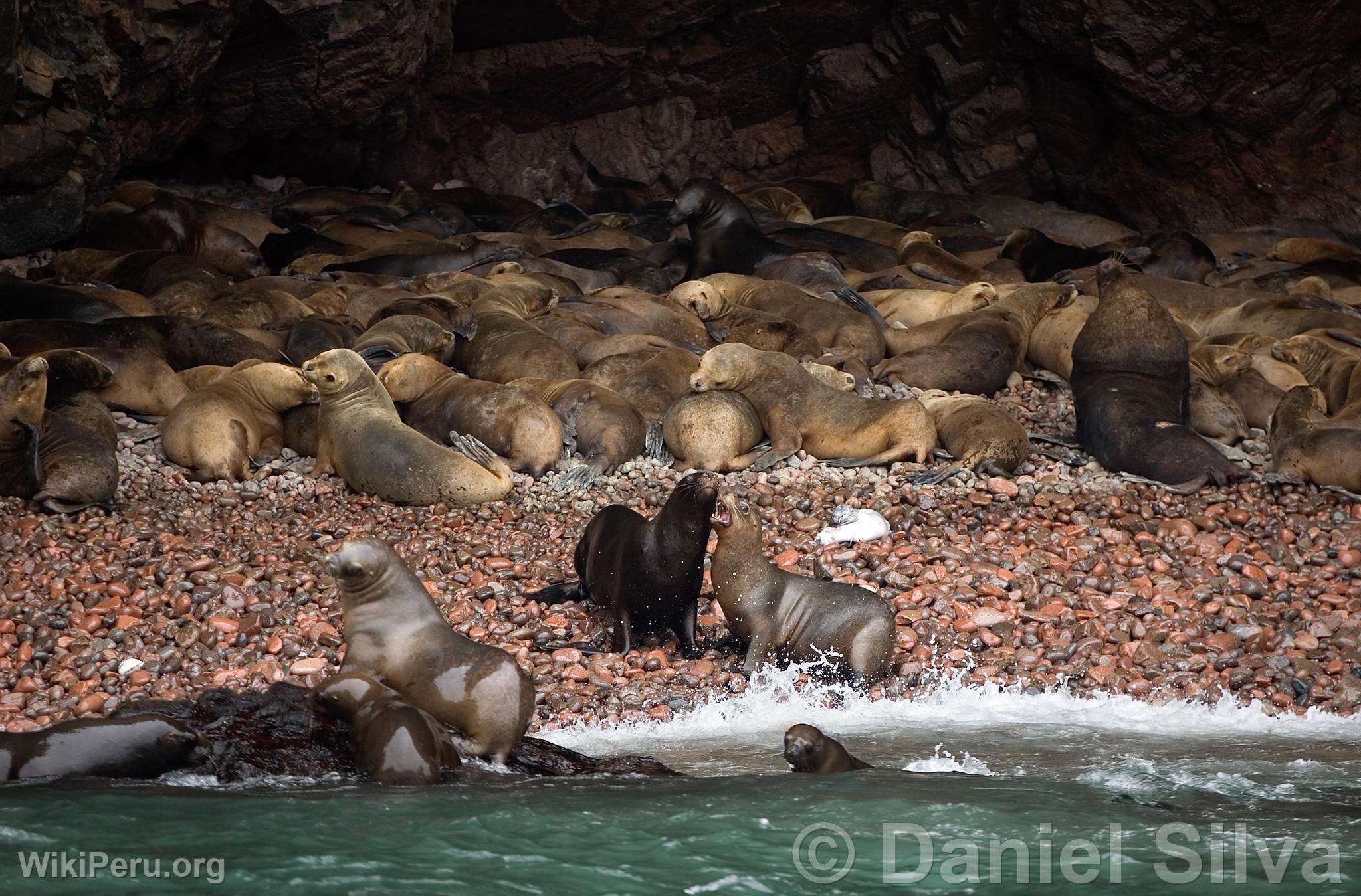 Loups marins