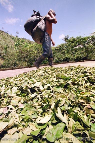 Feuilles de coca, Tingo Mara