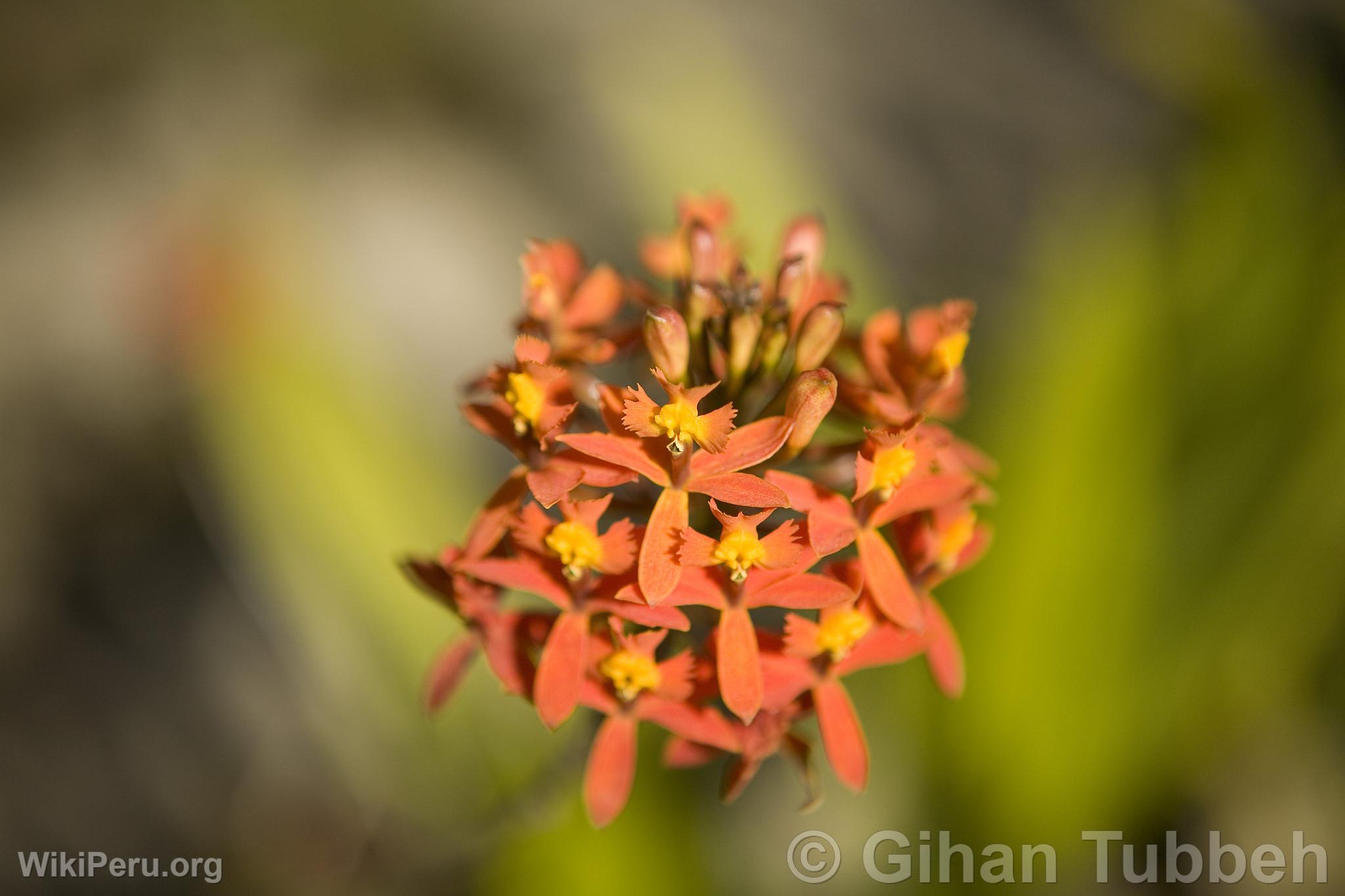 Orchide au Machu Picchu