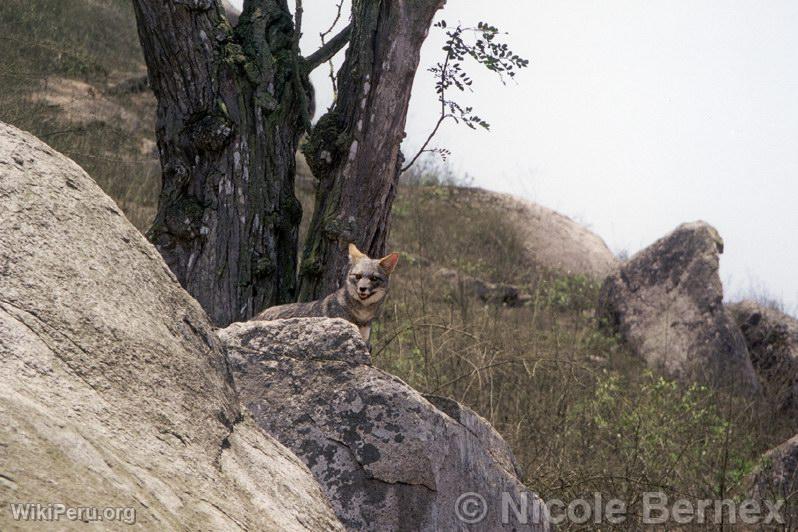 Renard, Lomas de Lachay