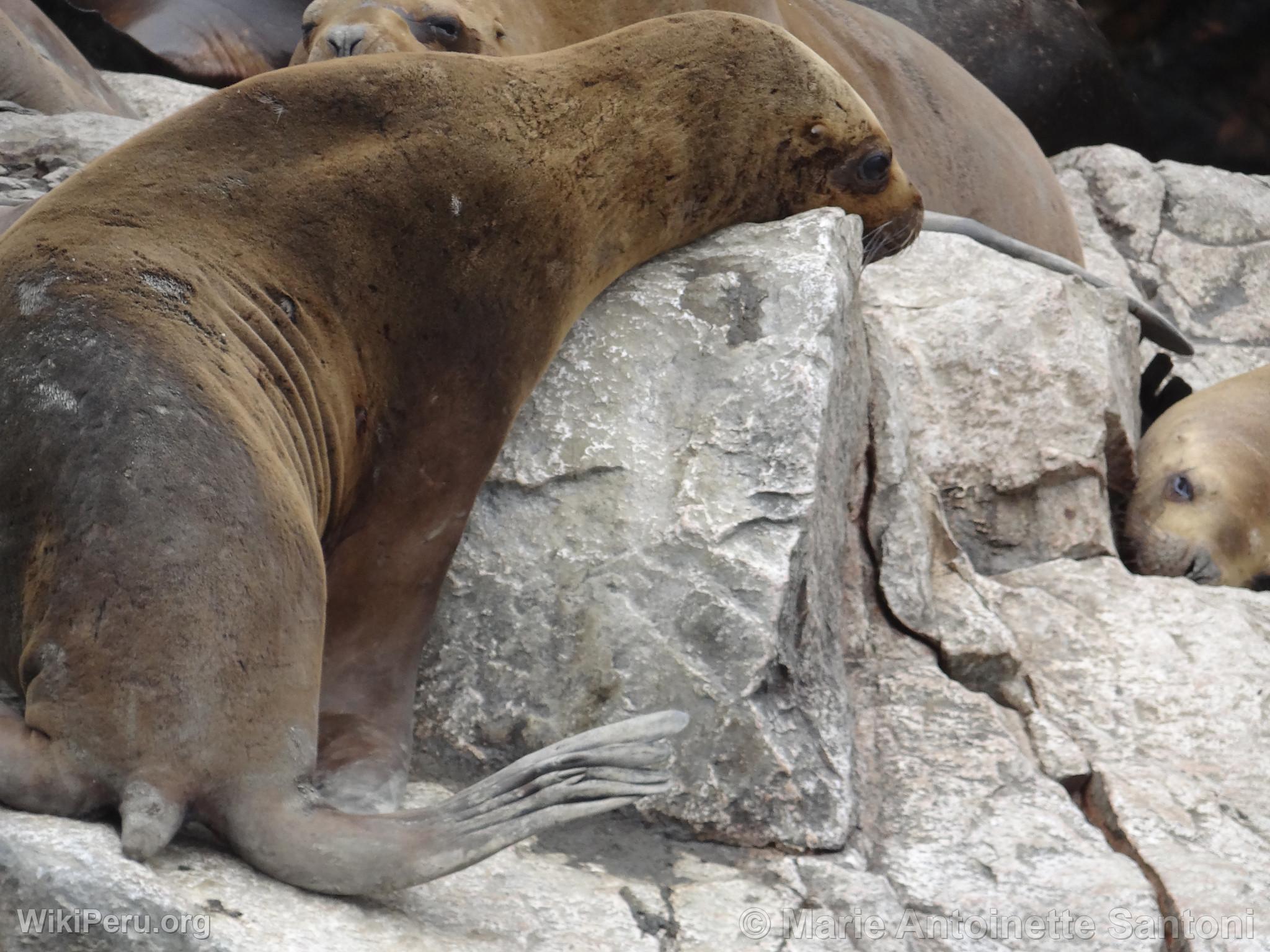 Iles Ballestas, Paracas