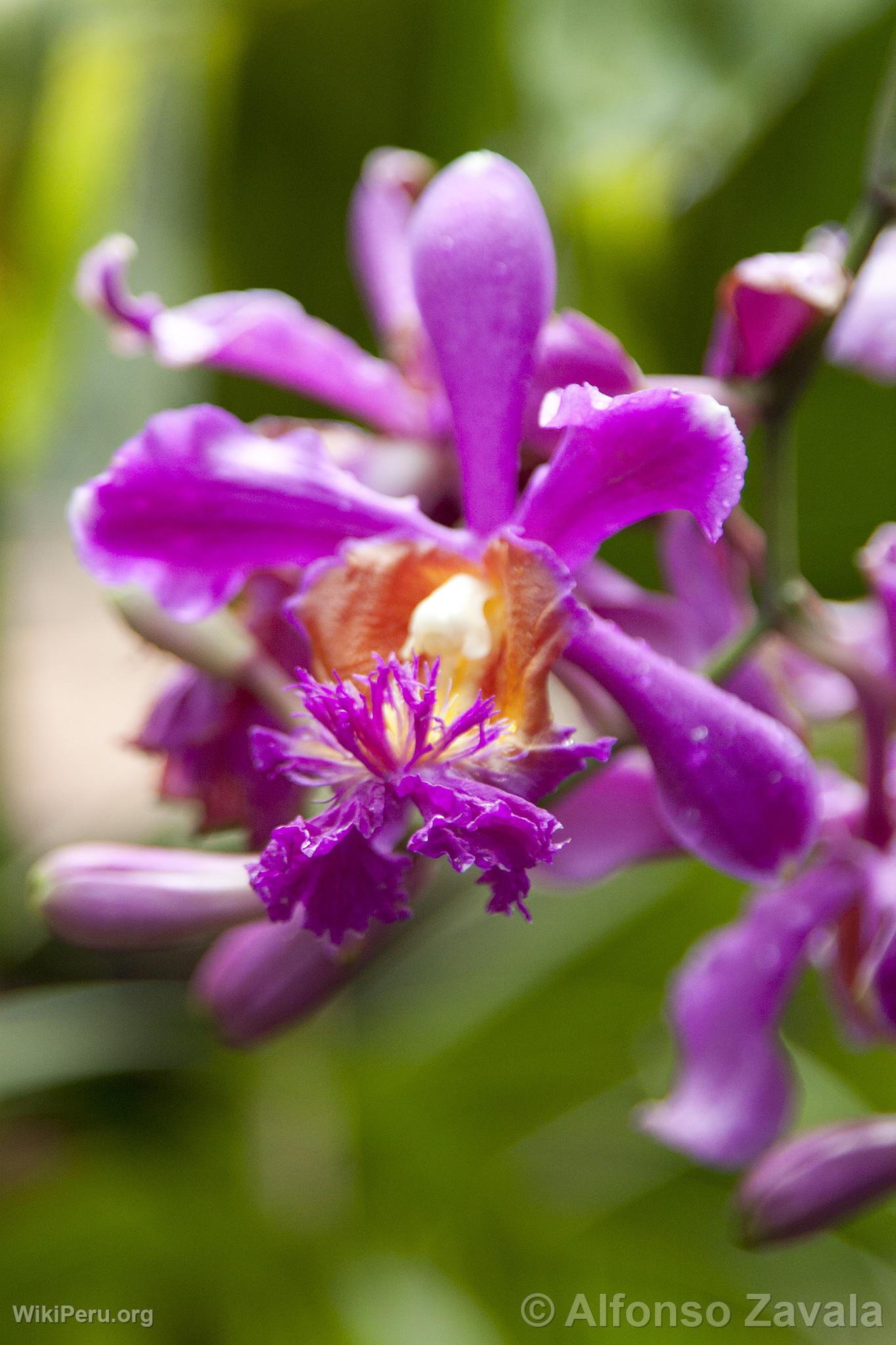 Orchide au Machu Picchu