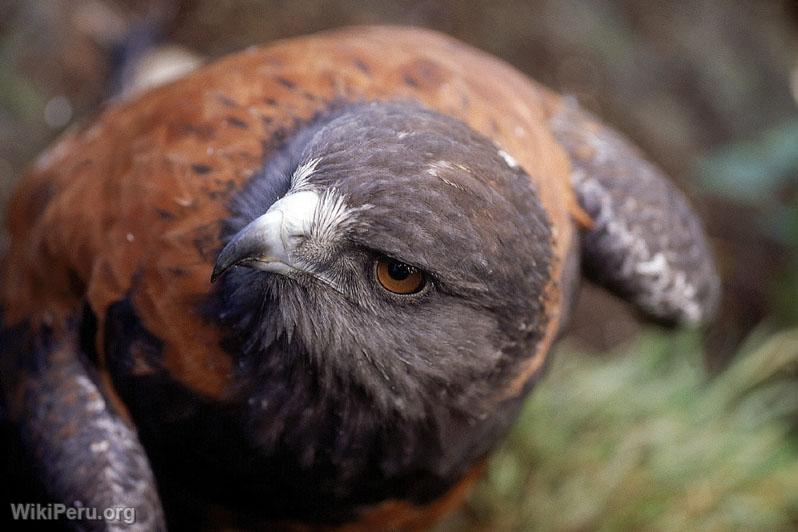 Faucon acanel (parabuteo unicinctus)