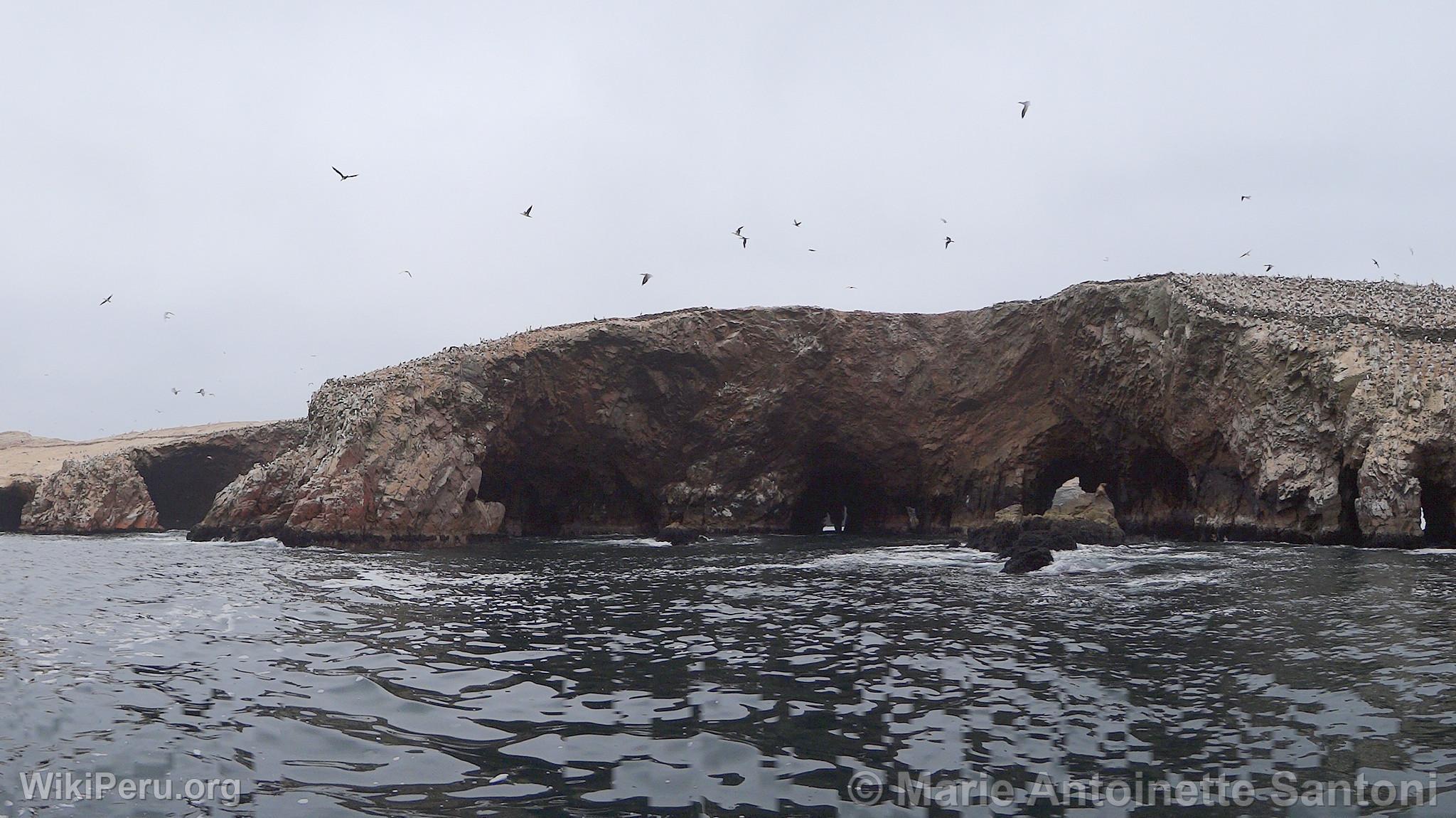 Iles Ballestas, Paracas