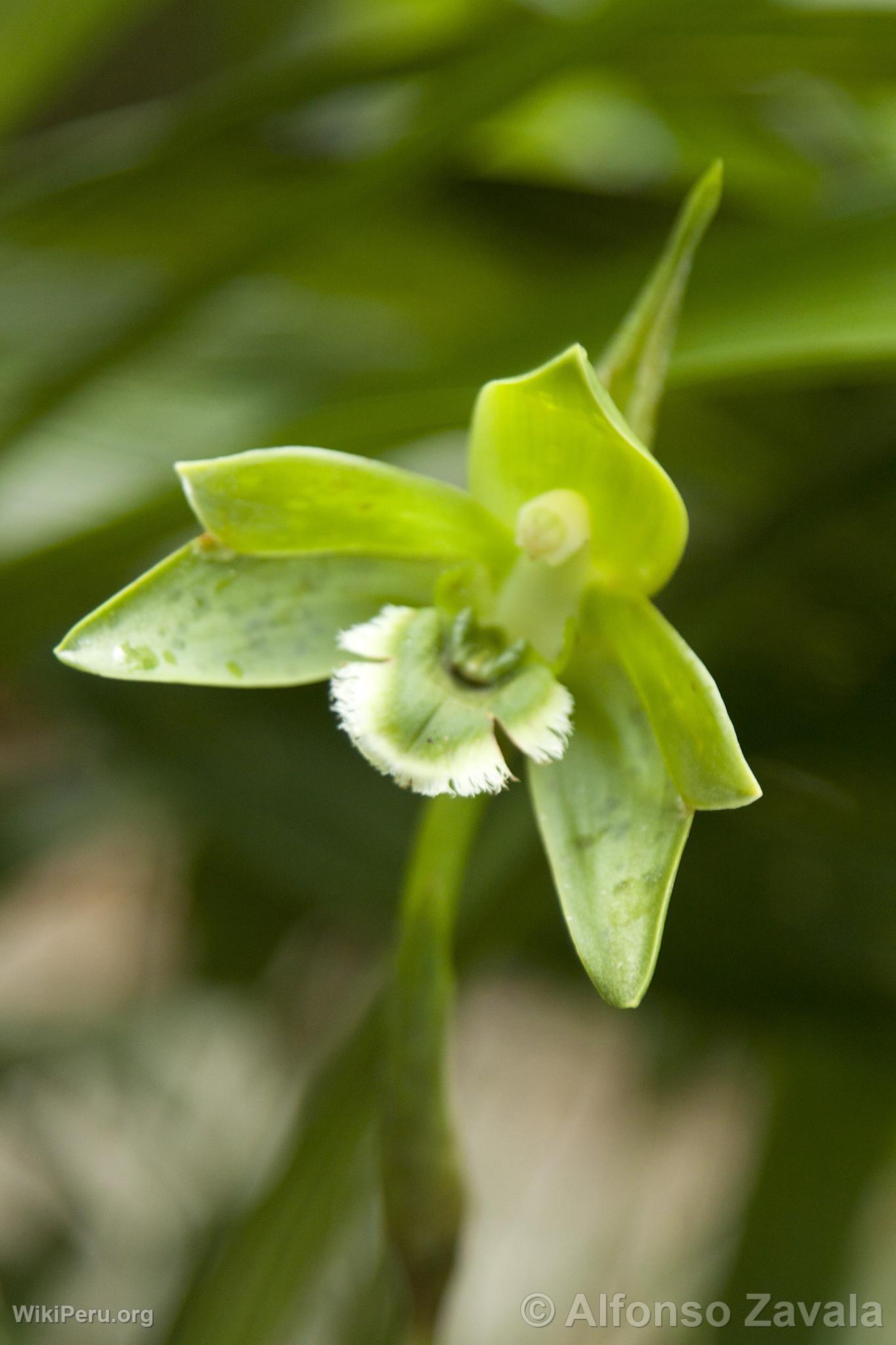 Orchide au Machu Picchu