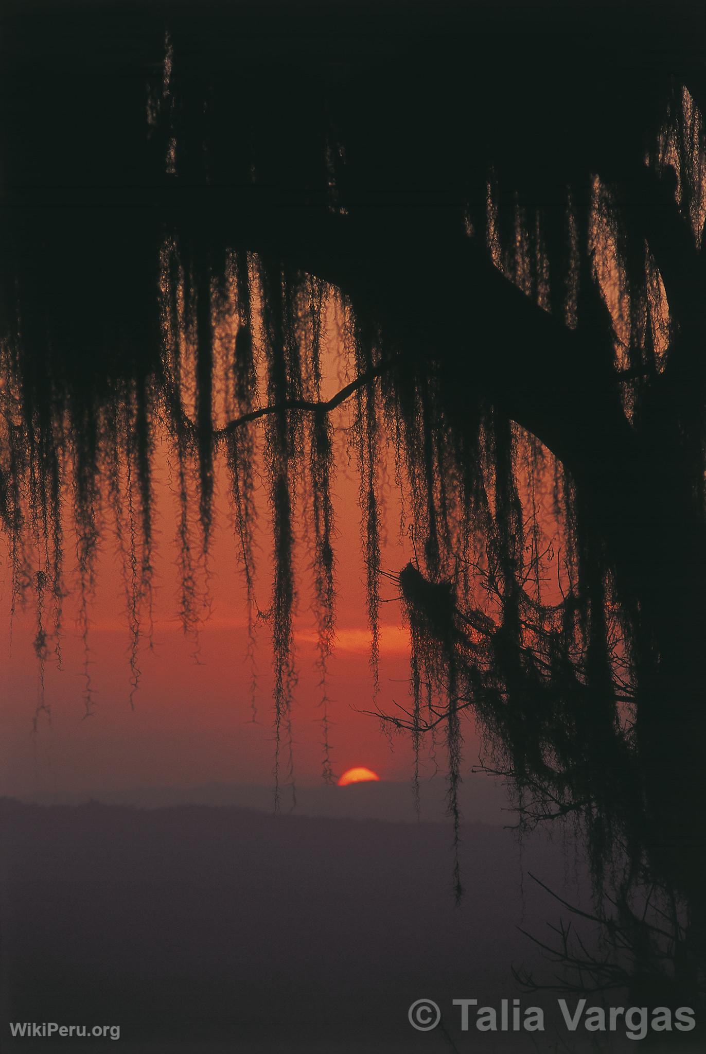 Arbre de Ceiba