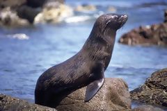 Lion de mer, Paracas