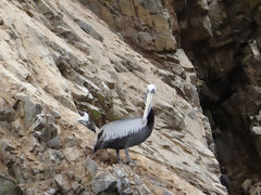 Iles Ballestas, Paracas