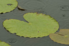 Plante aquatique au Lac Blanco