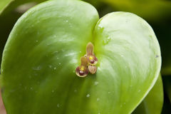 Orchide au Machu Picchu