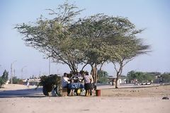 Caroubier, arbre caractristique de la rgion de Piura