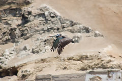 Plican aux les Palomino, Callao