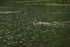 Loutre