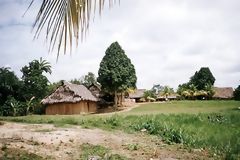 Maison typique avec un arbre Poma Rosa, Nanay