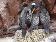 Iles Ballestas, Paracas