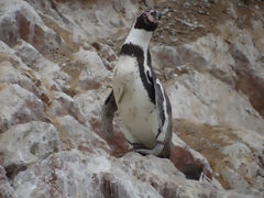 Iles Ballestas, Paracas