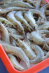 Langoustine