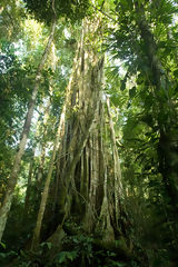 Arbre dans le Parc National du Manu