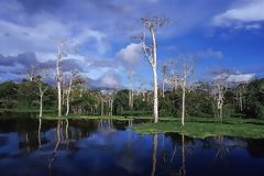 Lagune de Lagartococha