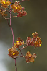 Fleurs sauvages