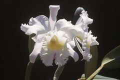 Cattleya hybride