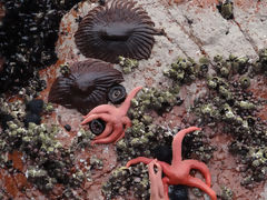 Iles Ballestas, Paracas