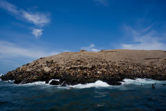 Loups marins aux les Palomino, Callao