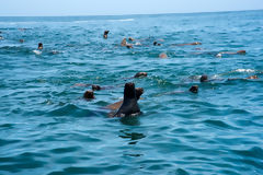 Loups marins aux les Palomino, Callao