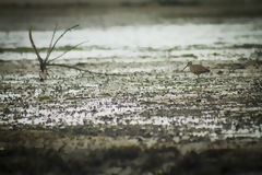 Mangroves de Puerto Pizarro