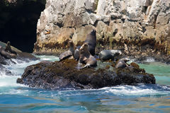 Loups marins aux les Palomino, Callao