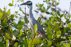 Huaco de Corona Amarilla dans les Mangroves de Tumbes