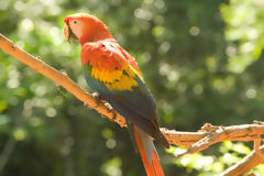 Guacamayo