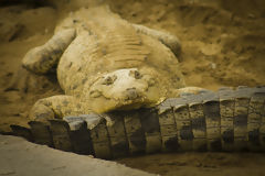 Crocodiles de Tumbes