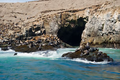 Loups marins aux les Palomino, Callao