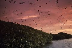 Mangroves au coucher du soleil, ciel rougetre et oiseaux en vol