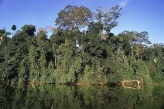 Rserve de la Biosphre du Manu. Cuzco-Madre de Dios