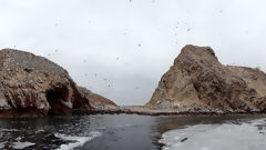 Iles Ballestas, Paracas