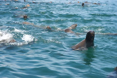 Loups marins aux les Palomino, Callao