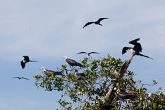 Frgates dans les mangroves de Tumbes