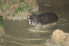 Tapir