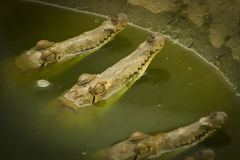 Crocodiles de Tumbes