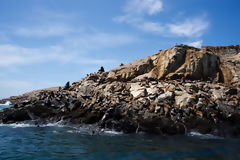 Loups marins aux les Palomino, Callao