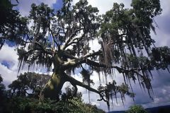 Arbre de ceibo, fort tropicale du Pacifique