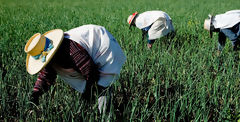 Agriculteurs dans la campagne d'Arequipa