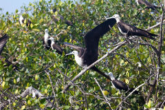 Frgate dans les mangroves de Tumbes