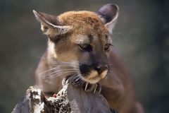 Puma dans le Parc National d'Amotape